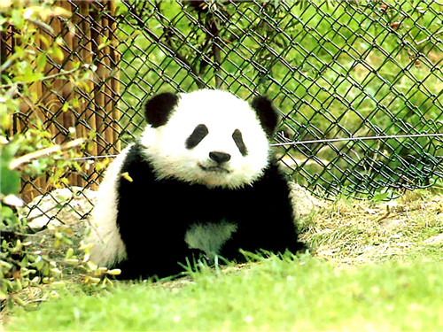 GOURMAID dona Cheng du Research Base of Giant Panda Breeding